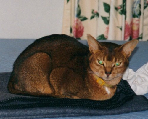 Simba, an adopted Abyssinian in Brightwaters, NY_image-2