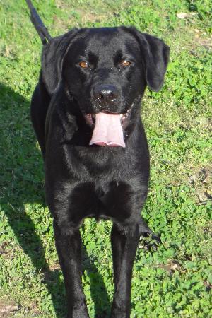Clarence, an adoptable Black Labrador Retriever in Austin, TX, 78708 | Photo Image 1