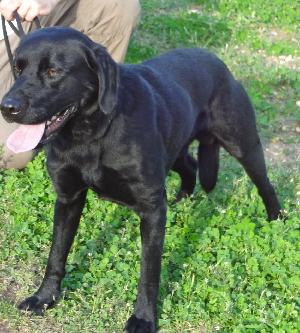 Clarence, an adoptable Black Labrador Retriever in Austin, TX, 78708 | Photo Image 2