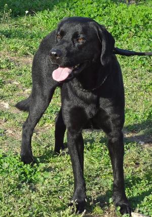 Clarence, an adoptable Black Labrador Retriever in Austin, TX, 78708 | Photo Image 3