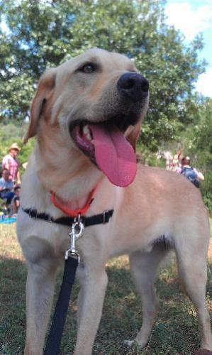 Simon, an adoptable Yellow Labrador Retriever in Austin, TX, 78708 | Photo Image 1