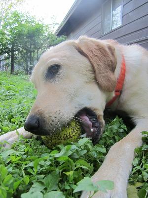 Simon, an adoptable Yellow Labrador Retriever in Austin, TX, 78708 | Photo Image 2