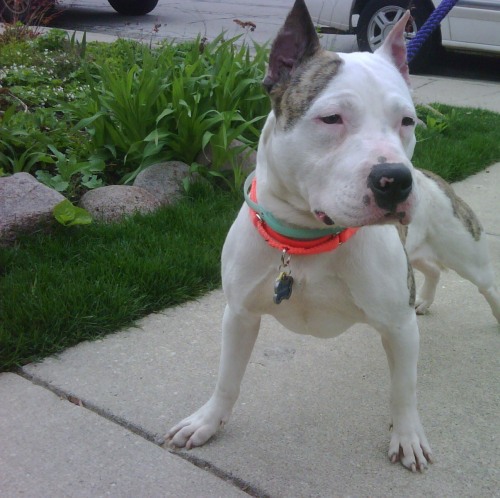 Leroy, an adopted Pit Bull Terrier in Niles, IL_image-1