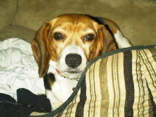 Annelle, an adopted Beagle Mix in Washington, DC_image-2