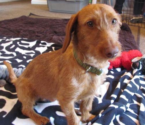 GROMIT, an adopted Dachshund & Terrier Mix in San Francisco, CA_image-2