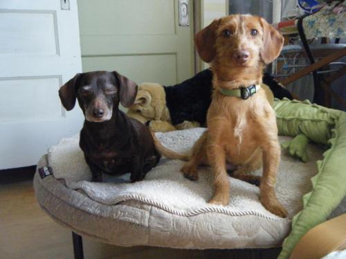 GROMIT, an adopted Dachshund & Terrier Mix in San Francisco, CA_image-3