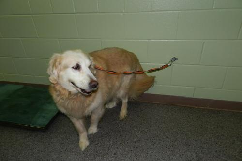 Polaris, an adopted Great Pyrenees & Golden Retriever Mix in Springdale, AR_image-3