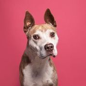 Mercedes, an adopted Staffordshire Bull Terrier in Memphis, TN_image-1