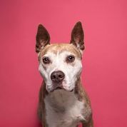 Mercedes, an adopted Staffordshire Bull Terrier in Memphis, TN_image-3