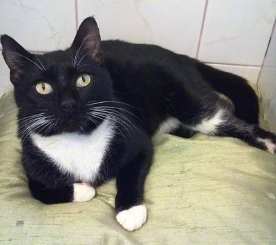 King Arthur, an adopted Domestic Short Hair in Newtown, CT_image-1