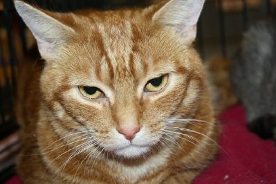 Luna, an adoptable Domestic Short Hair, Tabby in Lancaster, PA, 17601 | Photo Image 1