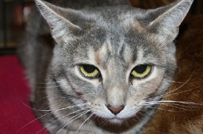 Maia, an adoptable Dilute Tortoiseshell in Lancaster, PA, 17601 | Photo Image 1