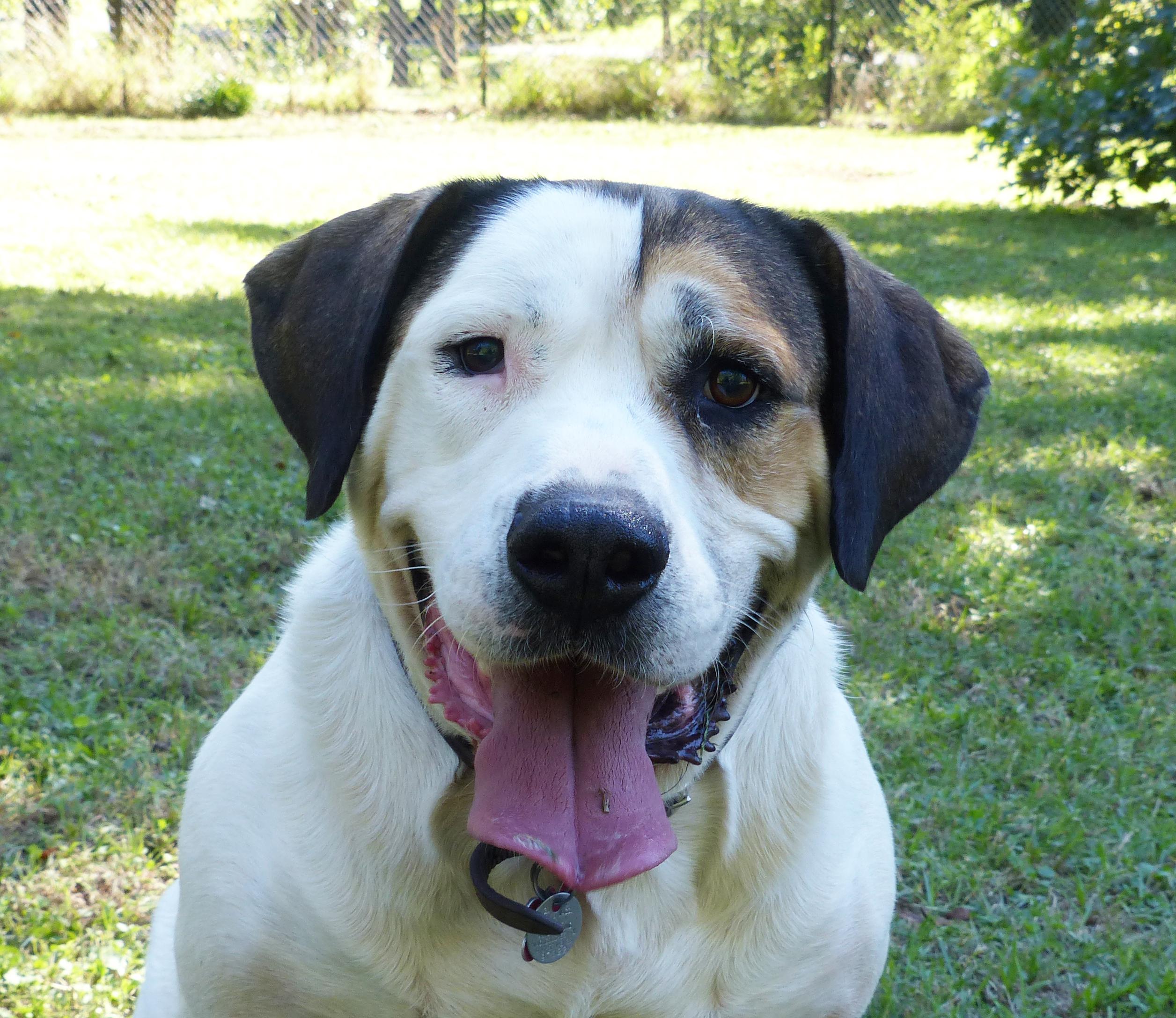 Dog for adoption - Beethoven, an American Bulldog & Kuvasz ...