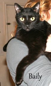 Bailey, an adopted Domestic Short Hair in Nashville, TN_image-2