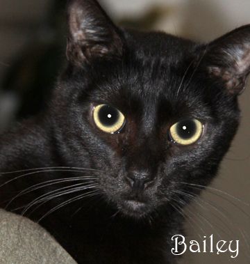 Bailey, an adopted Domestic Short Hair in Nashville, TN_image-1
