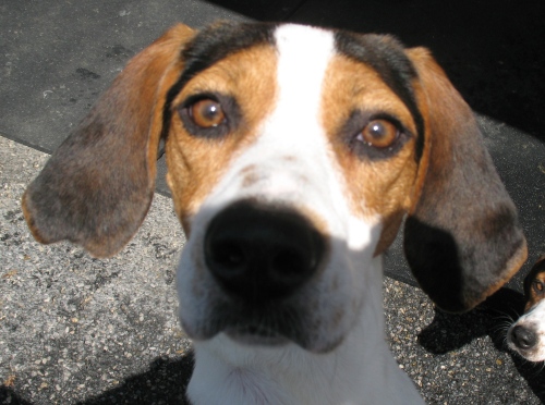 Athena, an adopted Treeing Walker Coonhound in Shippensburg, PA_image-2