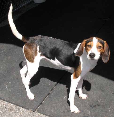 Athena, an adopted Treeing Walker Coonhound in Shippensburg, PA_image-3