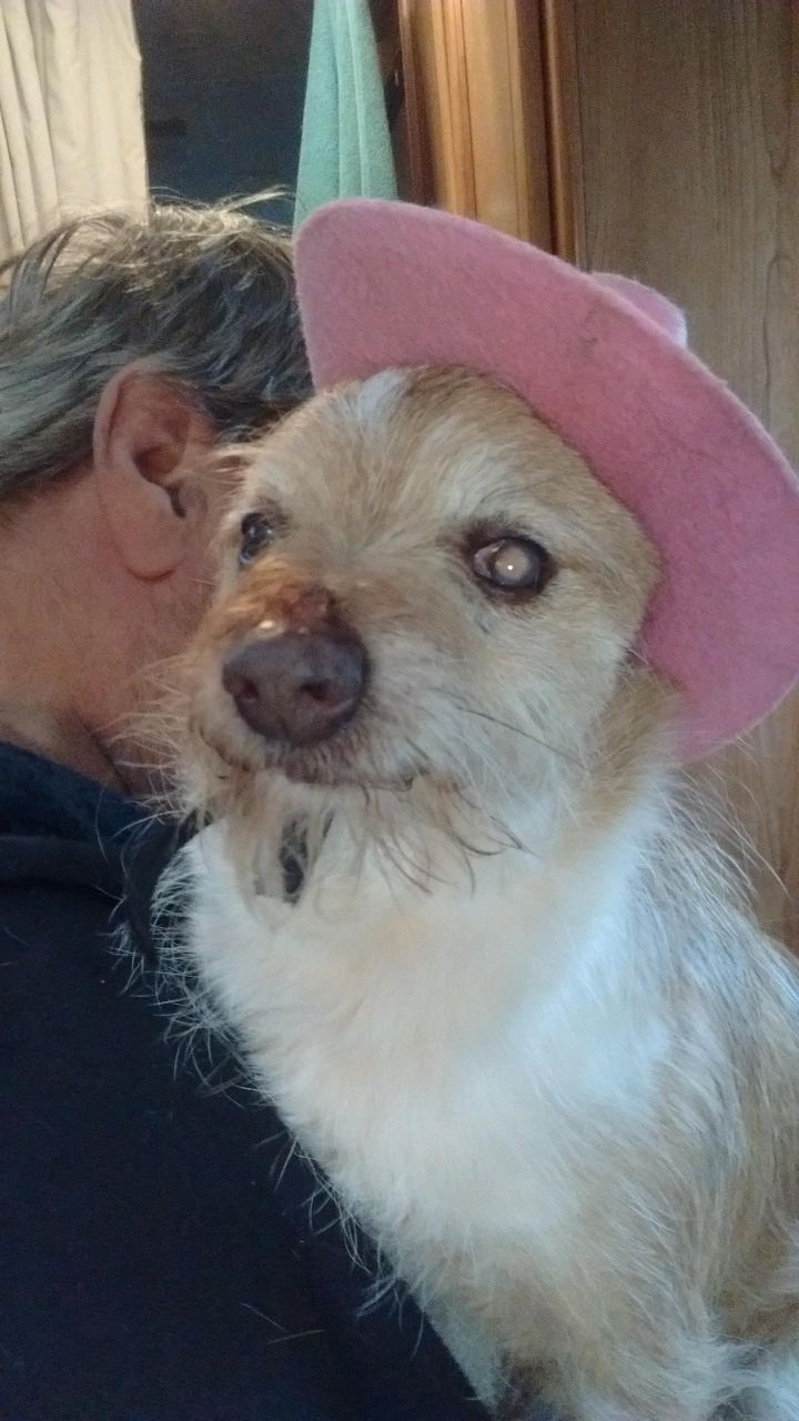 Dog For Adoption Taco A Chihuahua Wire Fox Terrier Mix In