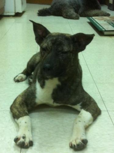 Swiper, an adoptable Boxer, Bull Terrier in Baton Rouge, LA, 70814 | Photo Image 2