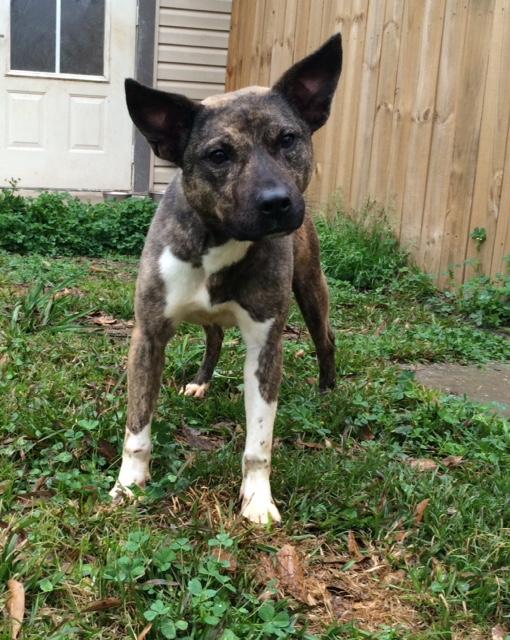 Swiper, an adoptable Boxer, Bull Terrier in Baton Rouge, LA, 70814 | Photo Image 1