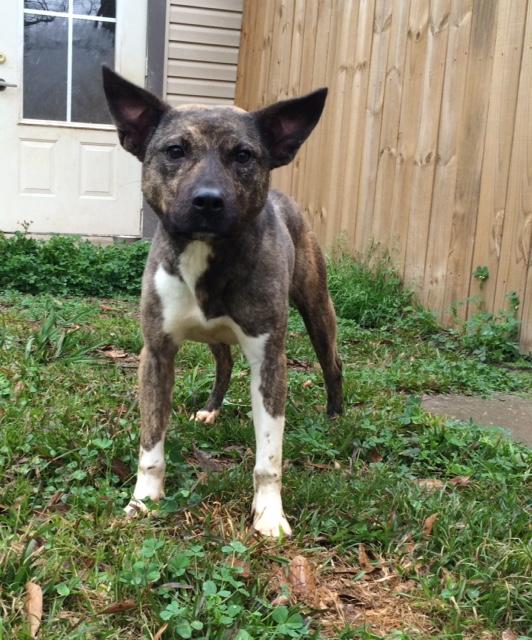 Swiper, an adoptable Boxer, Bull Terrier in Baton Rouge, LA, 70814 | Photo Image 3