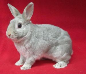 Pets for Adoption at Michigan Humane - Berman Center for Animal Care,  Westland, in Westland, MI | Petfinder