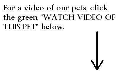 Adoption Cat Video detail page