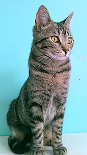 Inga, an adoptable Tabby in Kansas City, MO, 64151 | Photo Image 1