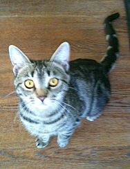 Inga, an adoptable Tabby in Kansas City, MO, 64151 | Photo Image 3