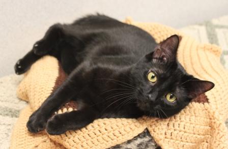 Hardee, an adopted Domestic Short Hair in Naperville, IL_image-2