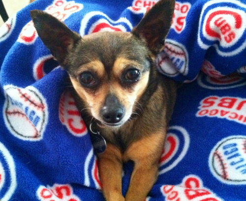 Chicklet, an adopted Chihuahua in Chicago, IL_image-1