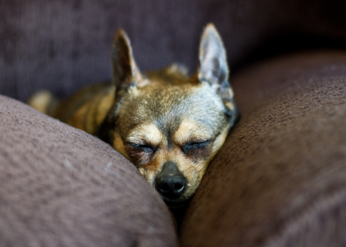 Chicklet, an adopted Chihuahua in Chicago, IL_image-3