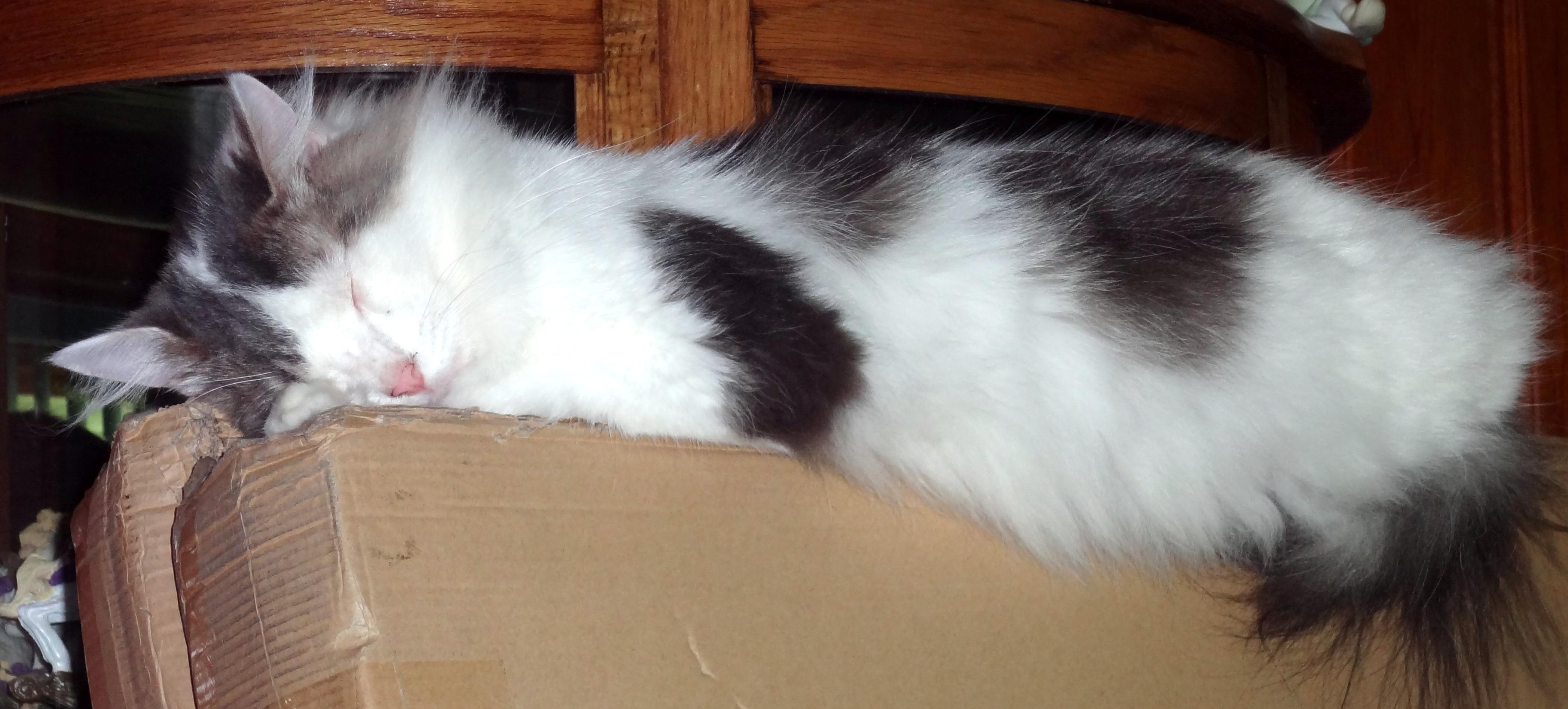 Chase, an adoptable Domestic Long Hair in Saint Albans, WV, 25177 | Photo Image 2