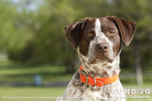 Max, an adopted German Shorthaired Pointer in Prairie Village, KS_image-1