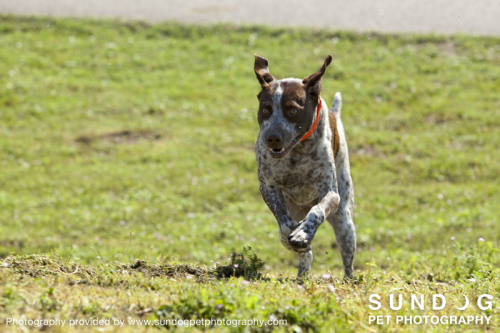 Max, an adopted German Shorthaired Pointer in Prairie Village, KS_image-2