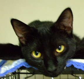 BENNY, an adoptable Domestic Short Hair in Miami Springs, FL, 33266 | Photo Image 1