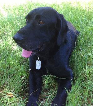 Jack, an adoptable Black Labrador Retriever in Austin, TX, 78708 | Photo Image 1