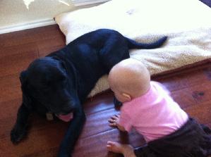 Jack, an adoptable Black Labrador Retriever in Austin, TX, 78708 | Photo Image 2