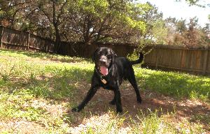 Jack, an adoptable Black Labrador Retriever in Austin, TX, 78708 | Photo Image 3