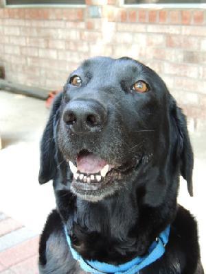 Robin, an adoptable Black Labrador Retriever in Austin, TX, 78708 | Photo Image 1