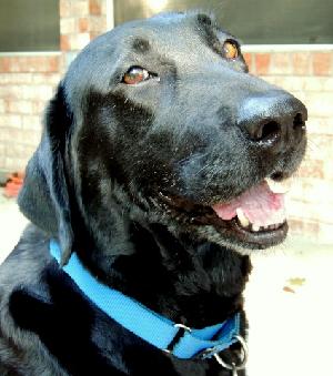 Robin, an adoptable Black Labrador Retriever in Austin, TX, 78708 | Photo Image 3