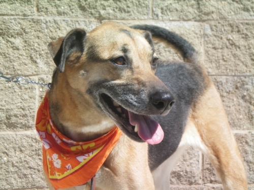 Rosie, an adopted German Shepherd Dog Mix in Colorado Springs, CO_image-3