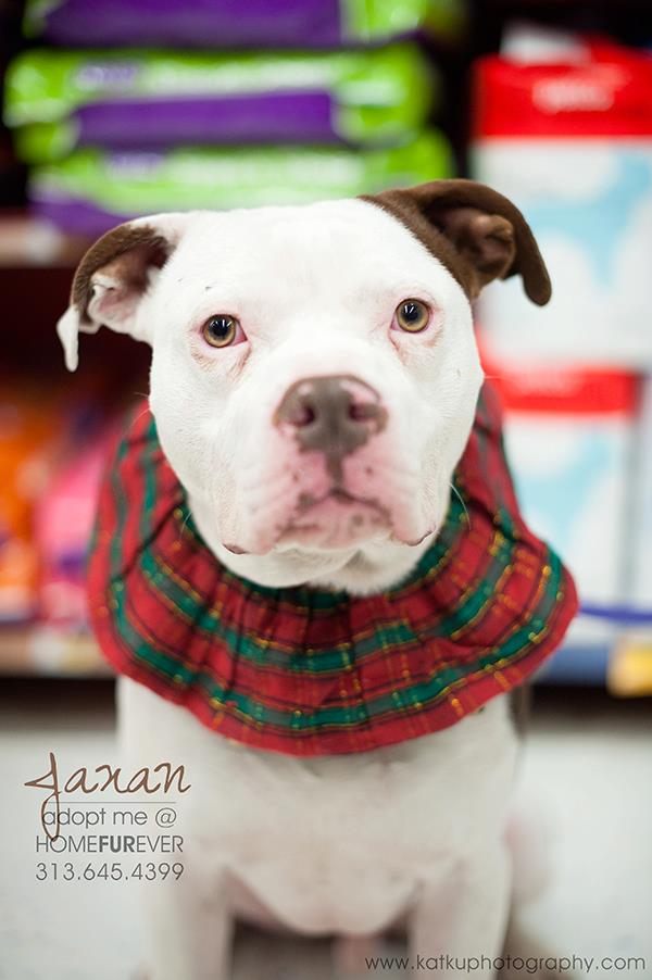 Jaxon - Adopted! 3