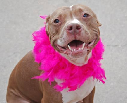 Ruby, an adopted Pit Bull Terrier Mix in New York, NY_image-2