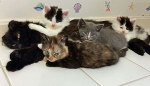 Foster home needed for mom cat and kittens