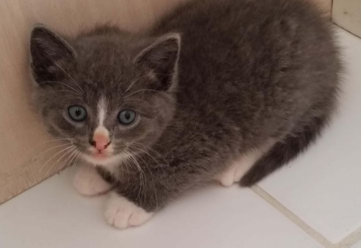 Foster home needed for mom cat and kittens 2