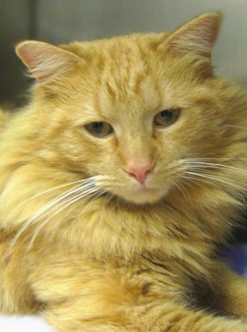 NJ - Oliver  (Courtesy Post)  Urgent., an adopted Maine Coon Mix in Hazlet, NJ_image-2