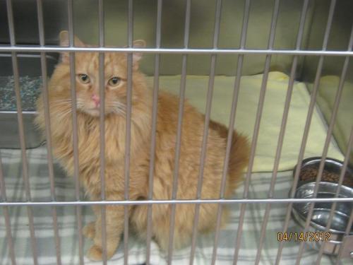 NJ - Oliver  (Courtesy Post)  Urgent., an adopted Maine Coon Mix in Hazlet, NJ_image-3