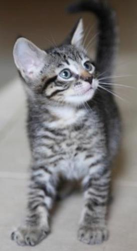 Ozzy Baby Kitten