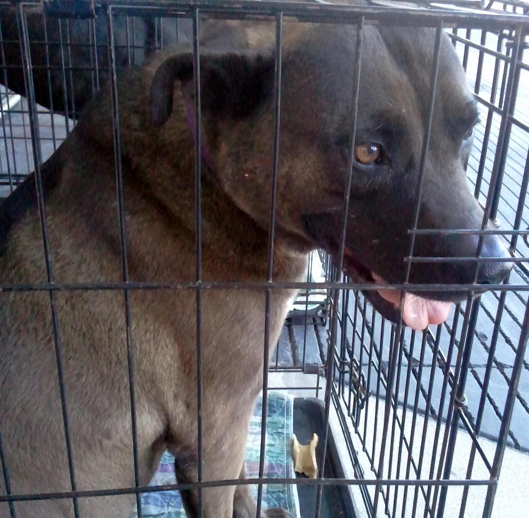 Jonesie, an adoptable Labrador Retriever, Pit Bull Terrier in Fort Worth, TX, 76126 | Photo Image 3